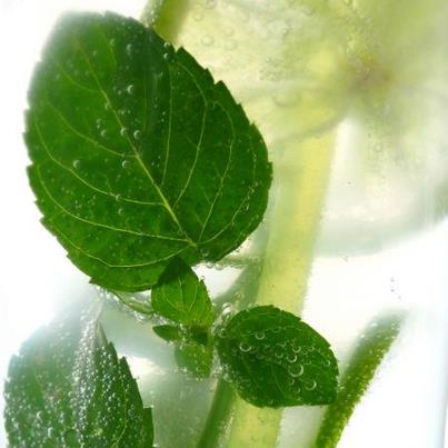 MOJITO TIME PARTY